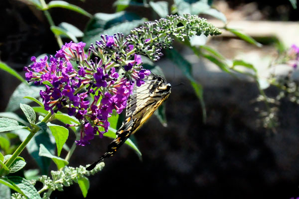 flower at Daniel Stowe Botanical Garden