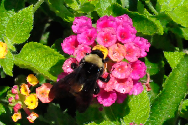 flower and bee