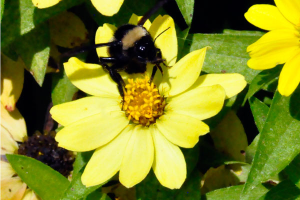 flower and bee