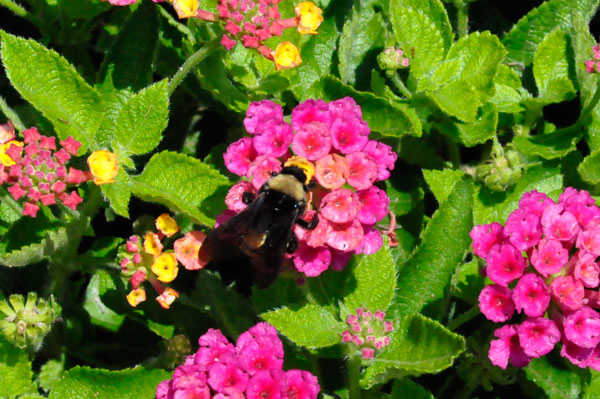 flower and bee