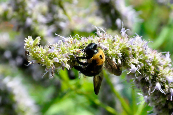 flower and bee