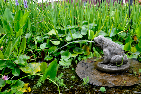 frog spitting water