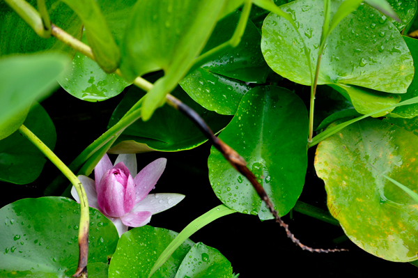 flower in a pond at Chattanooga Choo-Choo