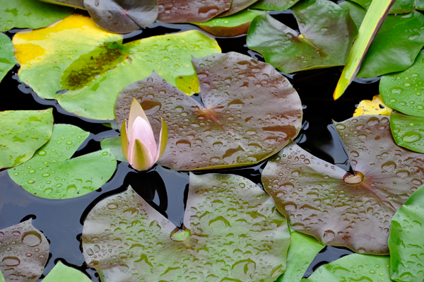 flower in a pond at Chattanooga Choo-Choo