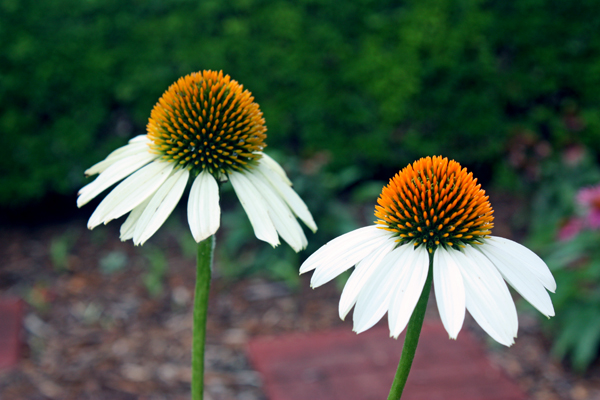 flowers at Chattanooga Choo-Choo