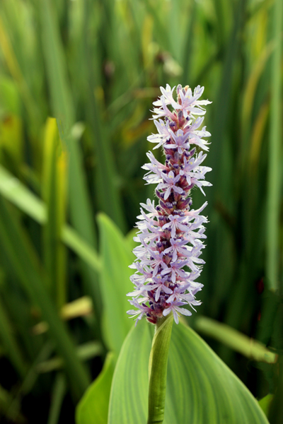 flower at Chattanooga Choo-Choo