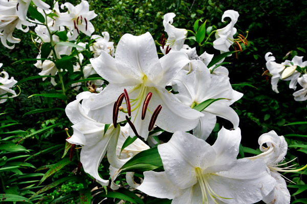 flowers