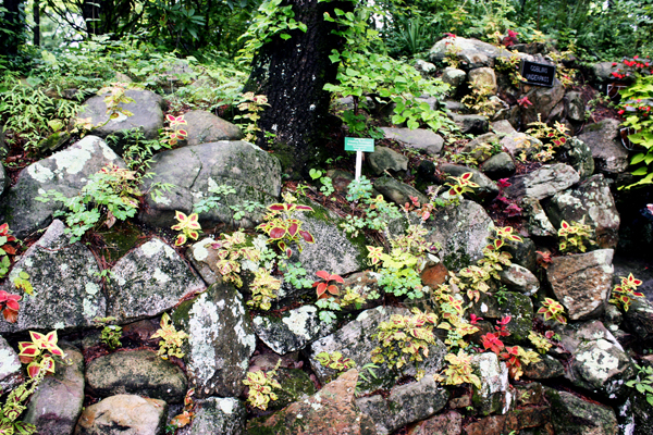 flowers and plants at Goblins Underpass