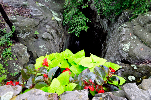 Flowers near Goblins Underpass?at Rock City