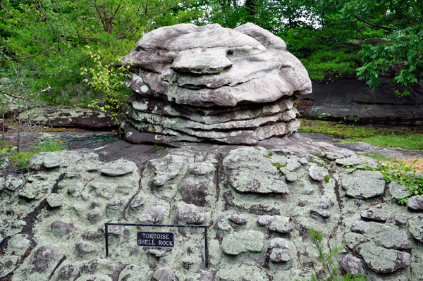 tortoise rock