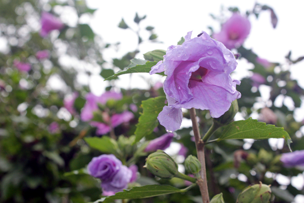 flowers