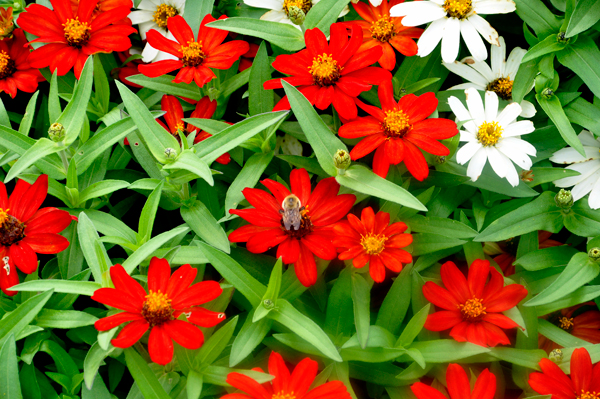 Flowers with bees