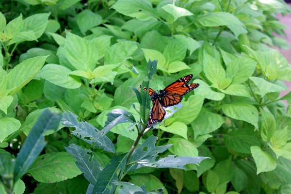 two butterflies mating!