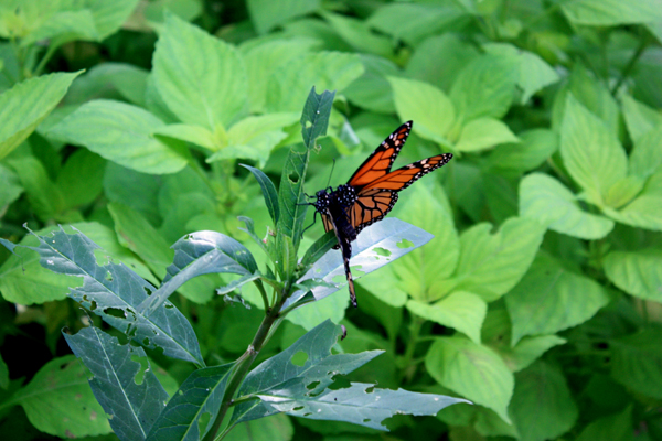 two butterflies mating!