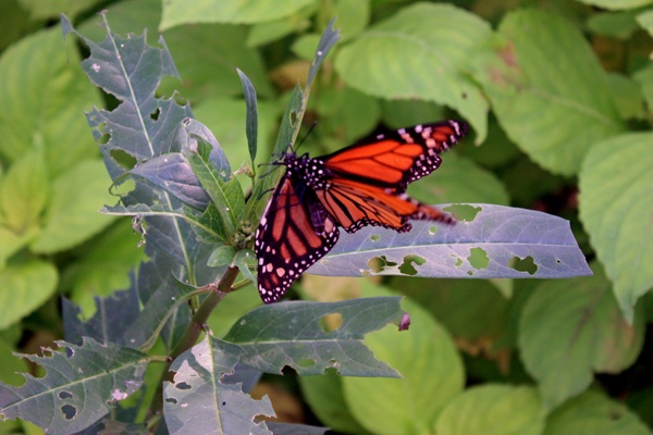 two butterflies mating!