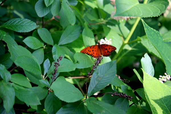 butterfly