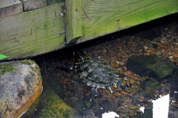 turtle swimming