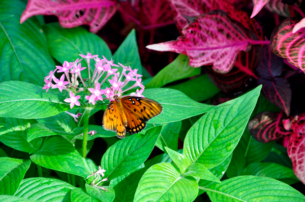 butterfly and a flower