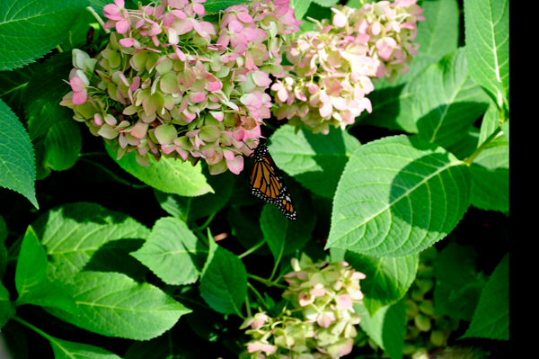 butterfly and flower