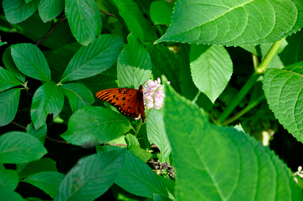 butterfly and flower