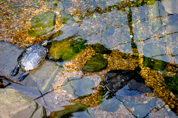 two Turtles in the Butterfly Garden area