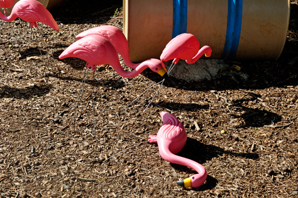 pink flamingos dying of heat stroke