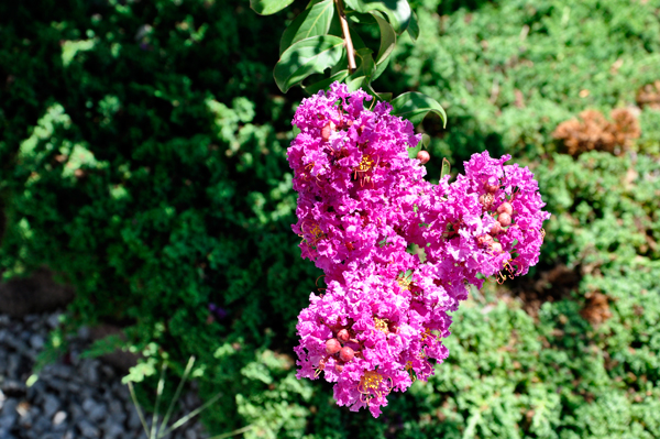 flowers in the park