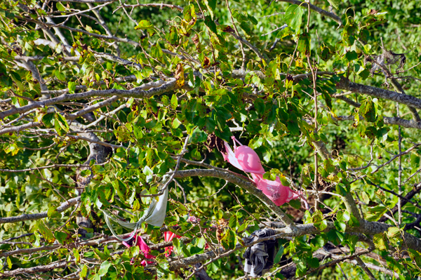 tree with bras, shoes and  stuff