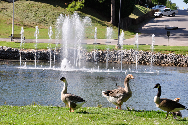 water fountain at Spring Park and ducks