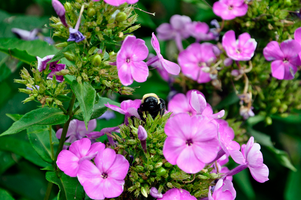 flowers and a bee