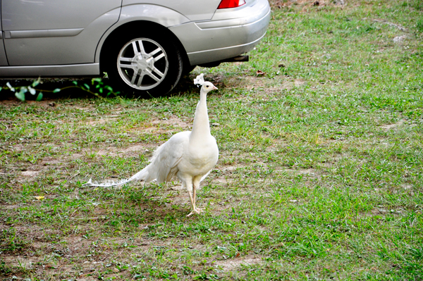 white peacock