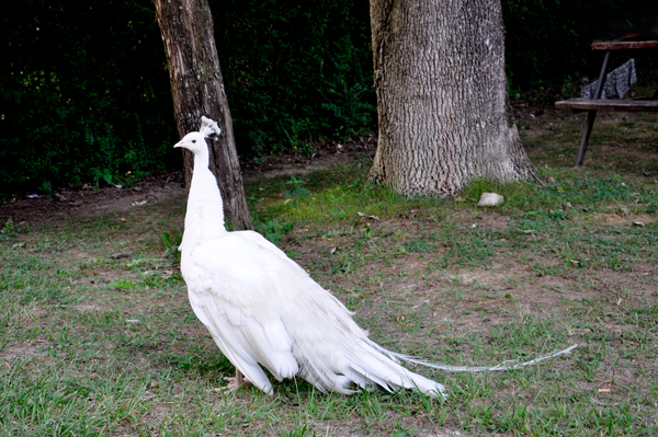 white peacock