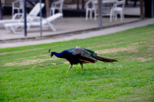 peacock