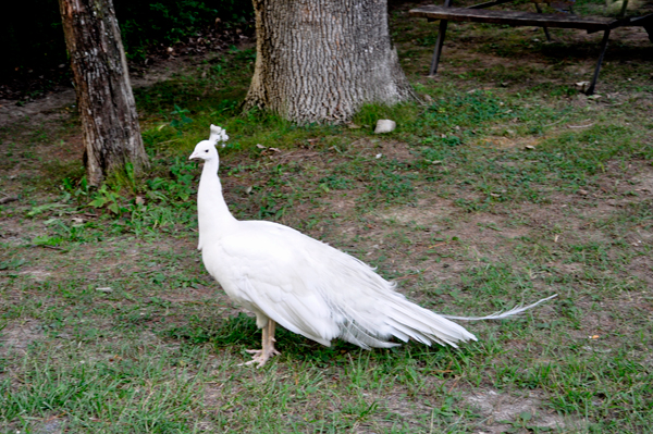 white peacock