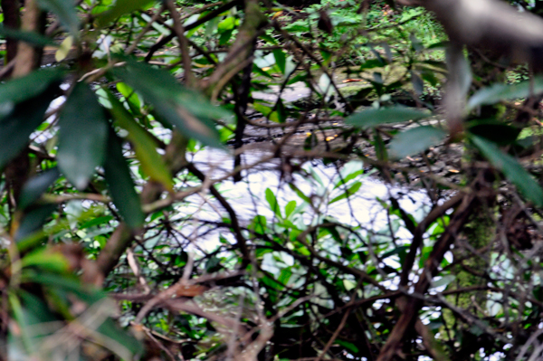 trail and the creek