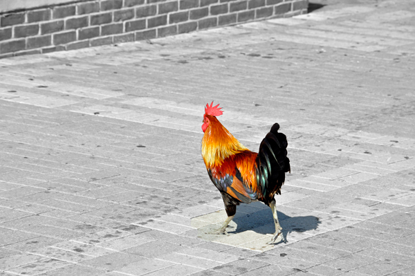 a rooster in Mallory Square