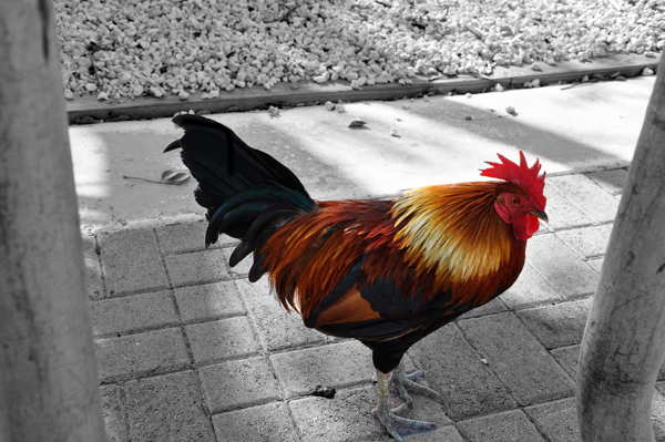 a rooster in Mallory Square