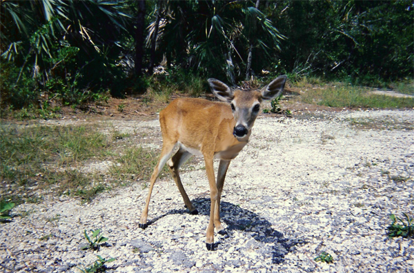 Key deer