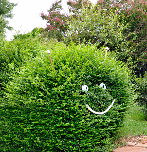 A space face hedge