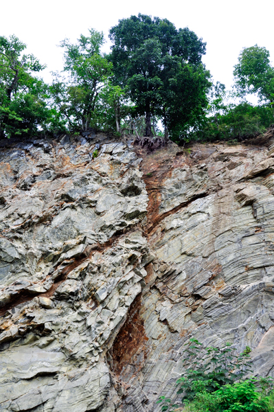 tree on cliff