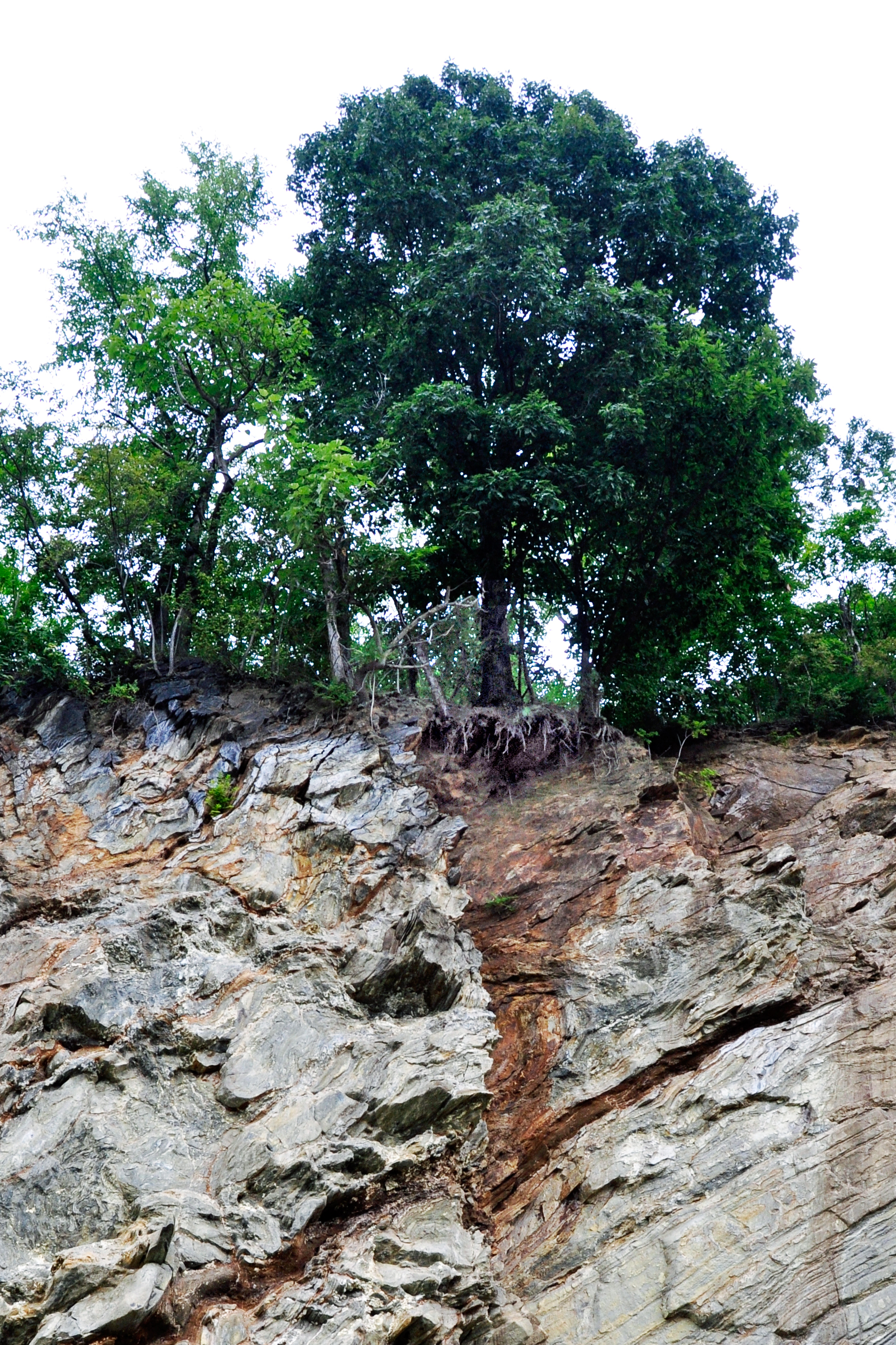 tree on cliff