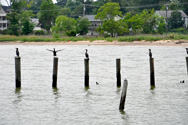 Birds resting and dryng their wings