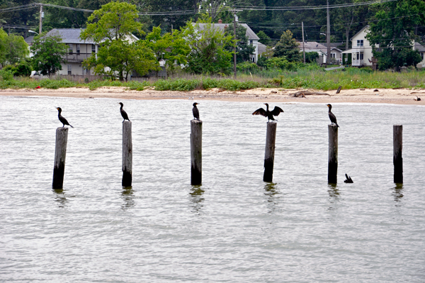 Birds resting and dryng their wings
