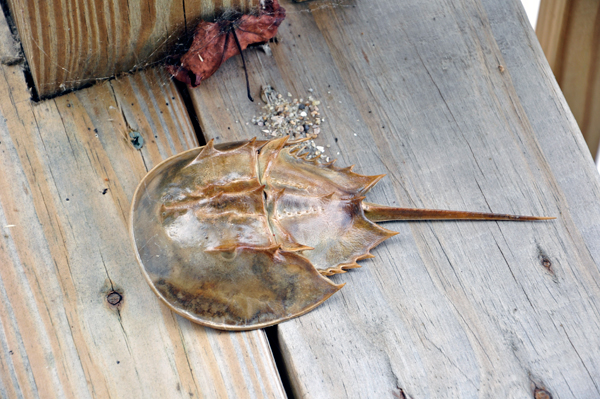 The shell of a horsehoe crab