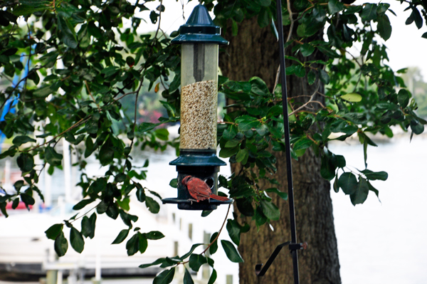 Birds enjoying a snack