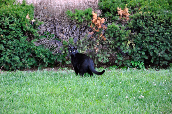 a black cat