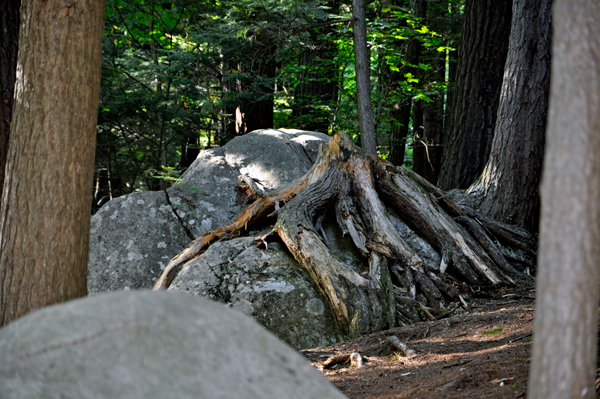 tree monster