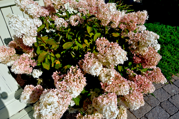 Flowers by the High Falls Gorge entry