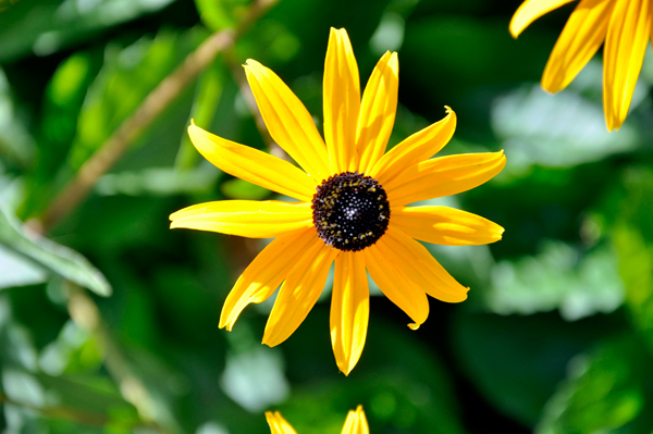 Flowers by the High Falls Gorge entry