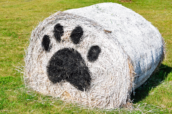 doggie haystack